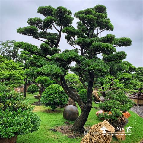 羅漢松庭園樹|羅漢松：珍稀樹種的奧秘與養護撇步 – 植物盆栽綠寶典